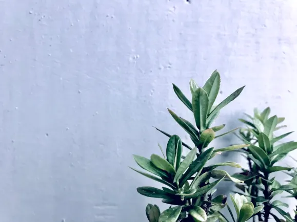 HippoZino Casino Tugi